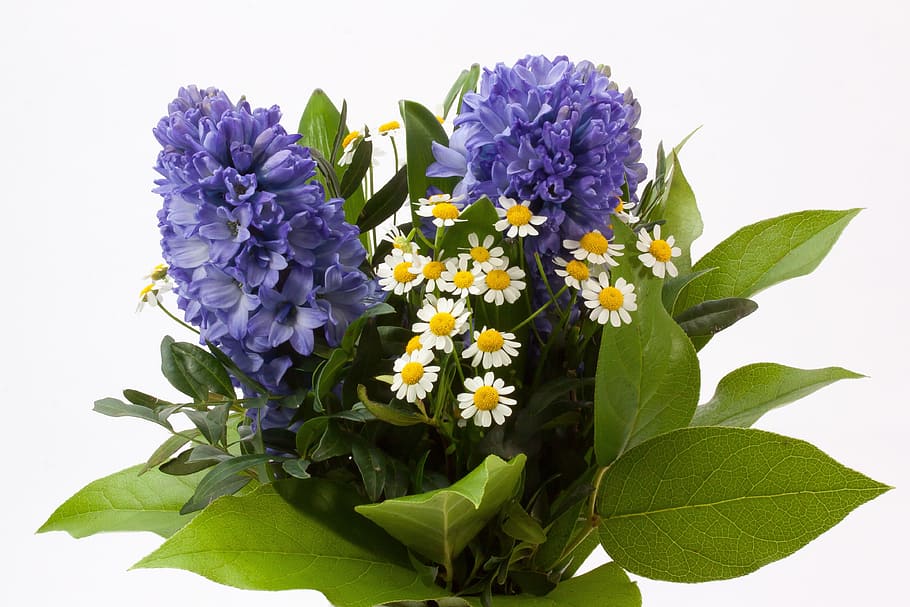 purple, white, flower arrangement, bouquet, hyacinth, hyacinthus orientalis, asparagaceae, asparagus plant, flower, spring