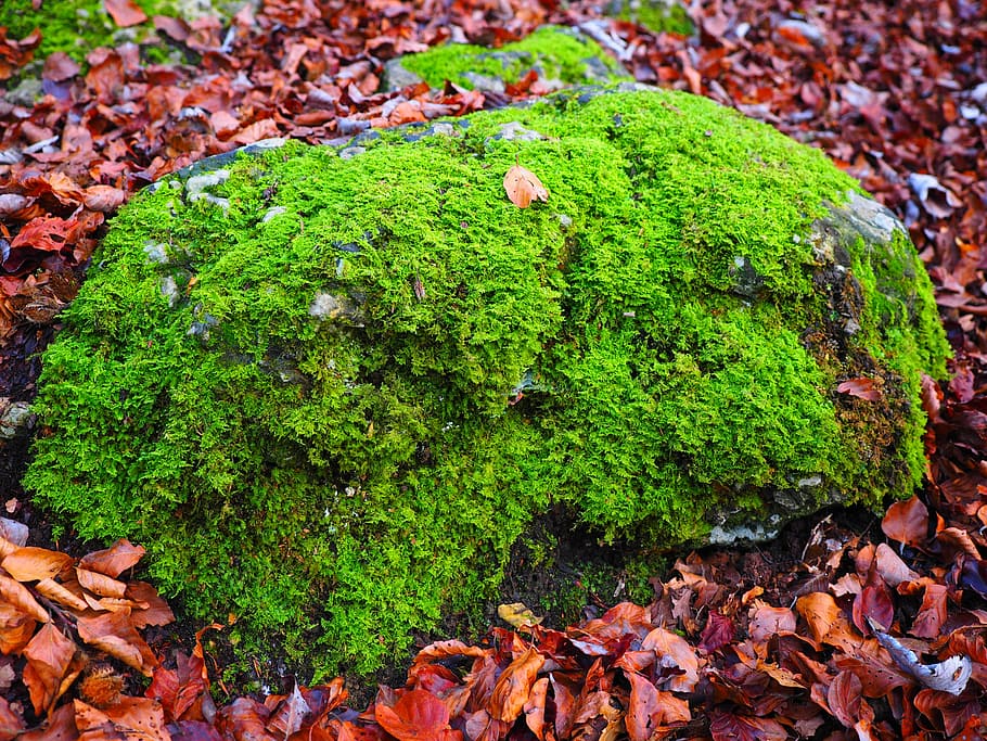 stone, moss, bemoost, green, overgrown, of course, forest, forest floor, rock, cratoneuron filicinum