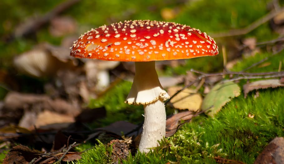 amanita, mushroom, forest, autumn, red, hat, seasonal, leaves, poisonous, fungus