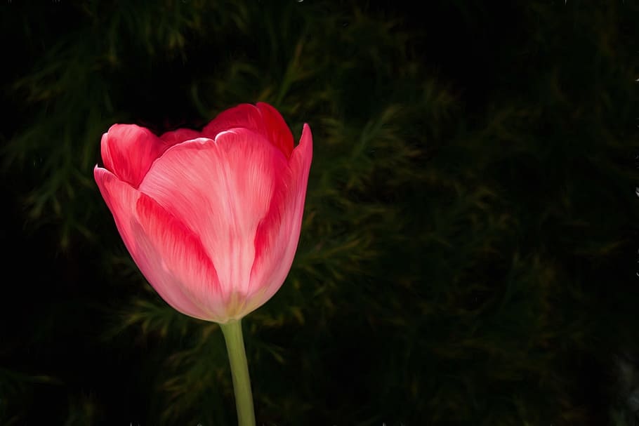 pink, petaled flower, black, surface, flower, painting, tulip, red, red flower, red tulip