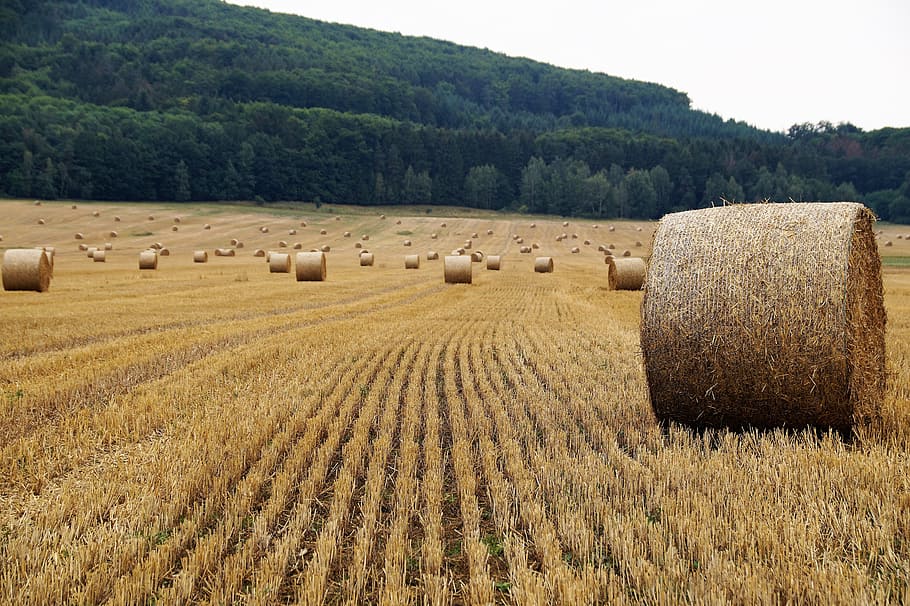 field, harvested, bale of straw, stubble, summer, agriculture, harvest, crop, bales on the field, bale