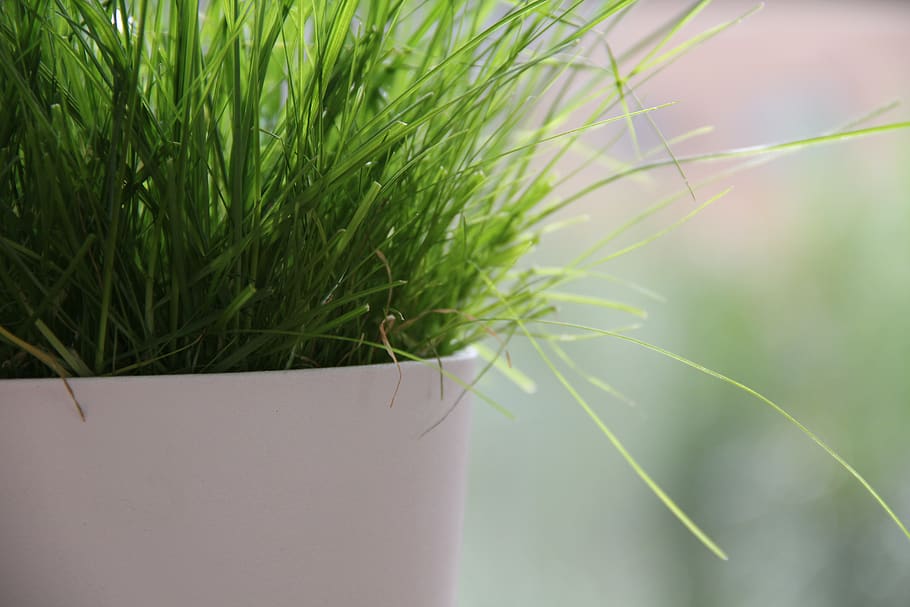 flowerpot, green, lush, nature, lawn, plant, growth, green color, close-up, grass