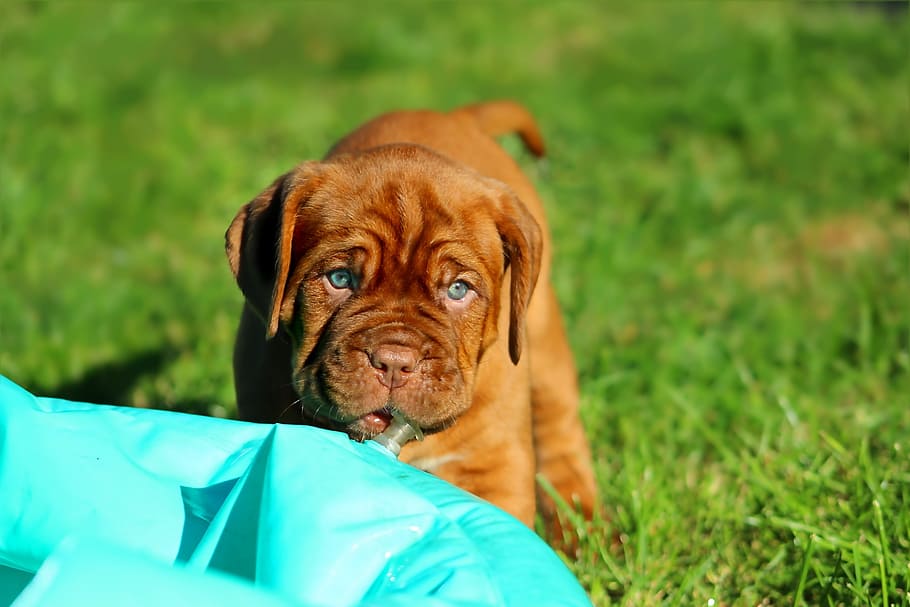 red, oak, french, mastiff puppy, grass field, puppy, dogue de bordeaux, dog, one animal, pets