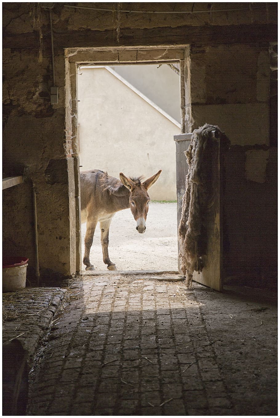 donkey near door, donkey, door, animal, farm, animals, rural, antan, agricultural, barn