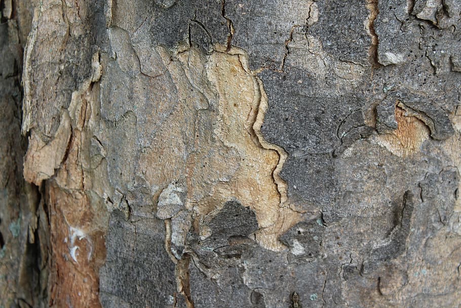 tree bark, bark, log, texture, structure, tree, wood, backgrounds, full frame, textured