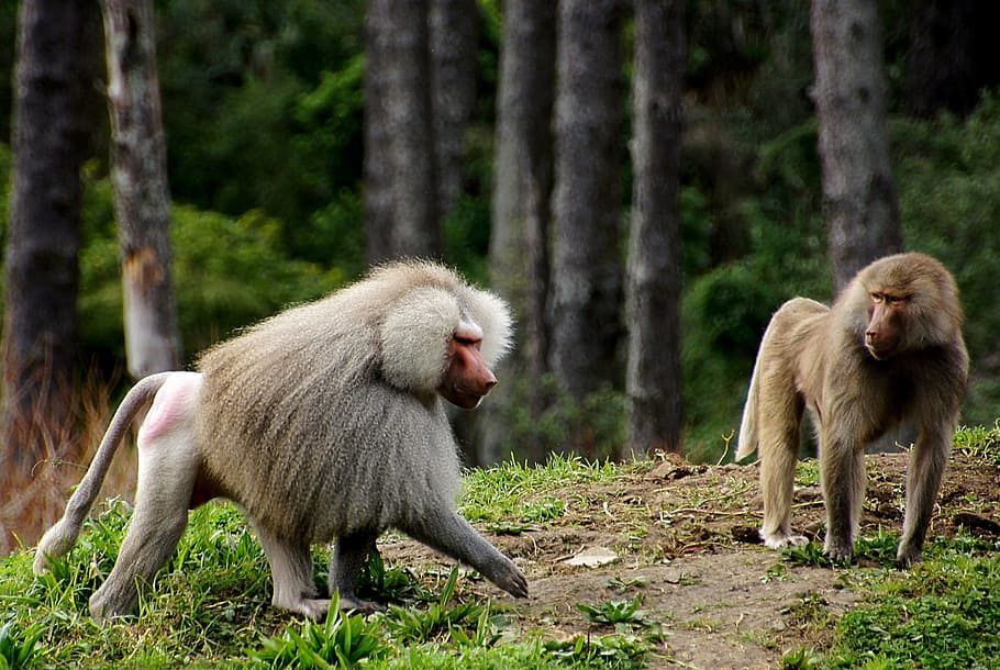 two, gray, baboons, trees, wildlife, africa, nature, furry, mammals, wild