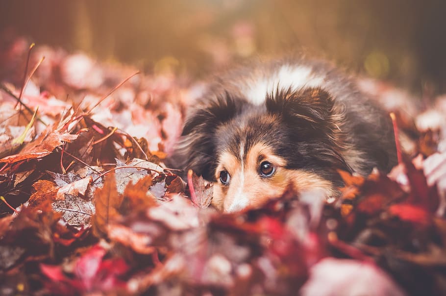 daun, musim gugur, hitam, coklat, anjing, hewan peliharaan, hewan, Kolam, satu binatang, tema hewan