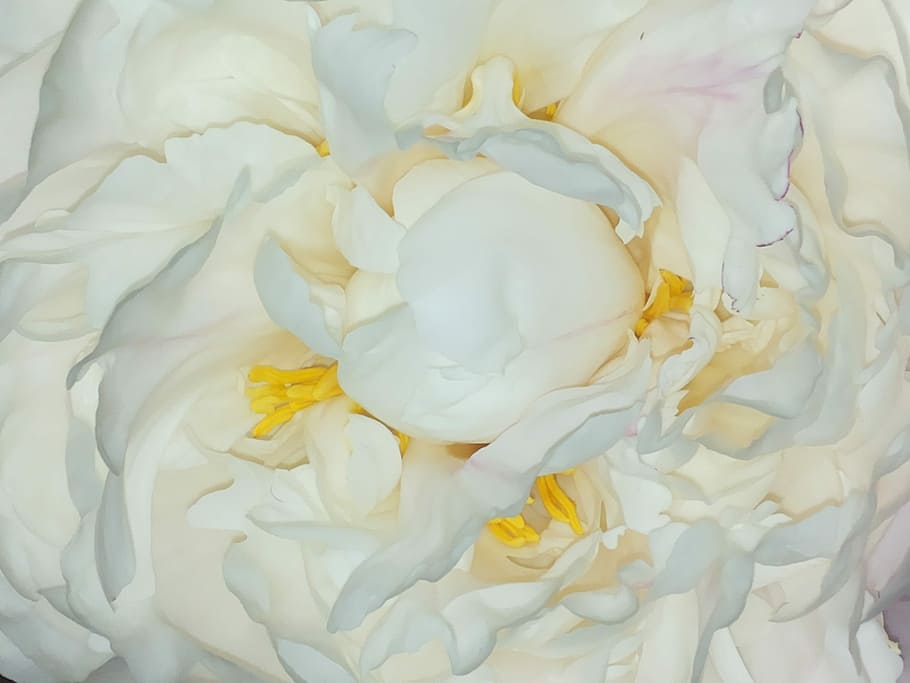 Roses, Peony, Flower, Heart, white flower, button, dairy product, food and drink, sweet food, calcium