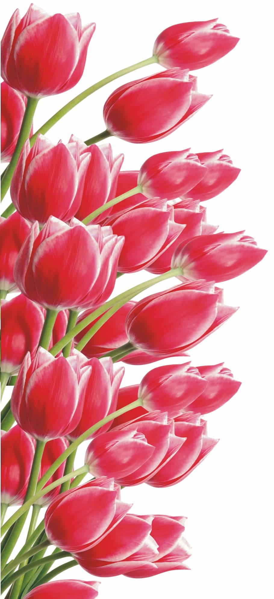 pink, petaled flowers, animated, illustration, lily, flower, red, bouquet, celebration, elegant