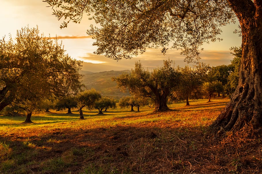 plantation, sunset, nature, plants, landscape, olives, olivo, outdoors, environment, trees