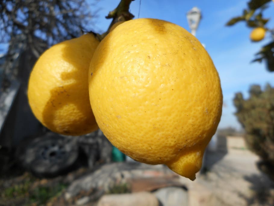 lemon, fruit, mediterranean, yellow, acidity, mediterranean countryside, food, food and drink, citrus fruit, healthy eating