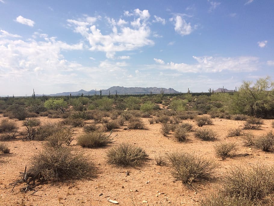 Desert, Arid, Dry, Landscape, desert landscape, cactus, heat, scenic, outdoor, clouds