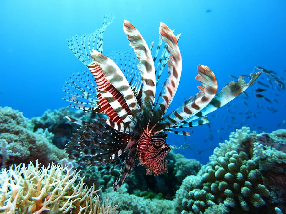 foto, branco, vermelho, peixe tigre, peixe-leão, mergulho subaquático, embaixo da agua, mar, recife, oceano