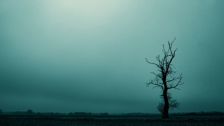 tree, dreary, dark, landscape, atmosphere, mood, mystical, mysterious, light, in the fall
