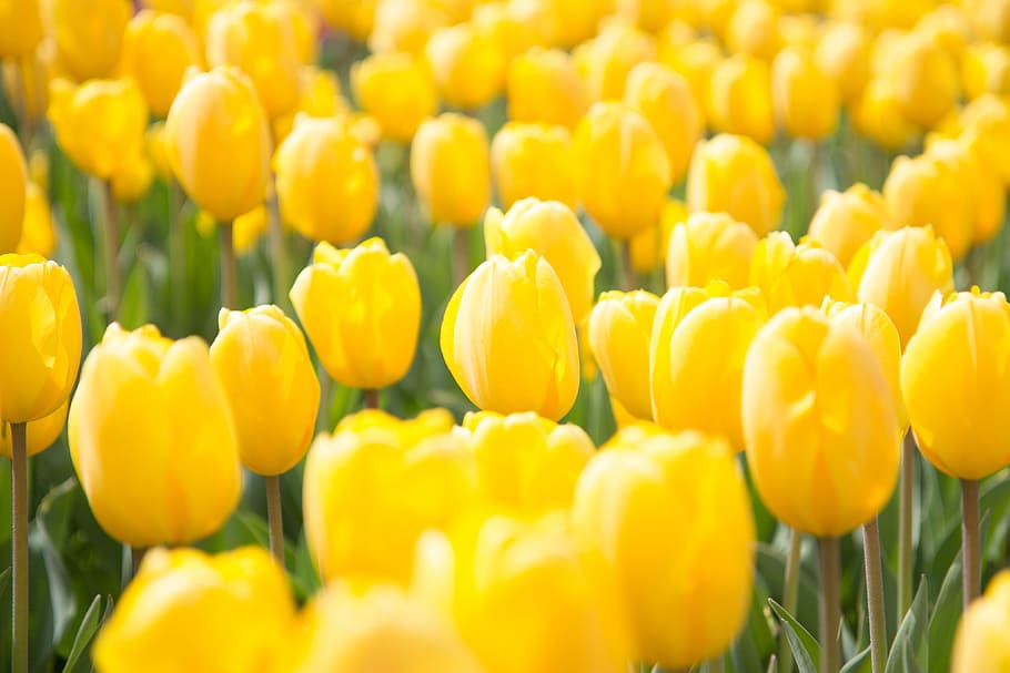 yellow, tulip flowers, Fresh, tulip, flowers, nature, field, flower, natural, plants