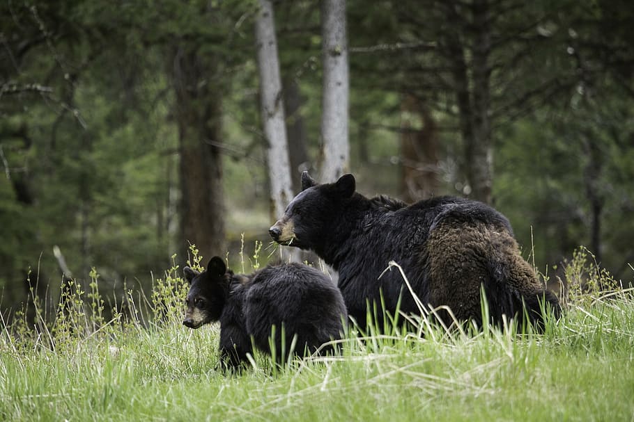two, black, bear, cub, lying, grass, daytime, black bears, walking, wildlife