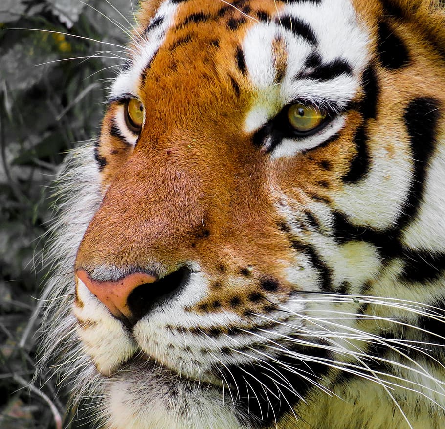 adult tiger, tiger, cat, head, close, eyes, dangerous, animal themes, animal, big cat