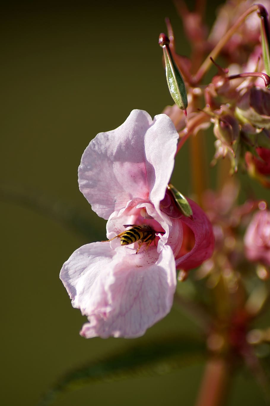 indian springkraut, himalayan balsam, wasp, insect, annual, wild flower, red spring herb, pink, blossom, bloom