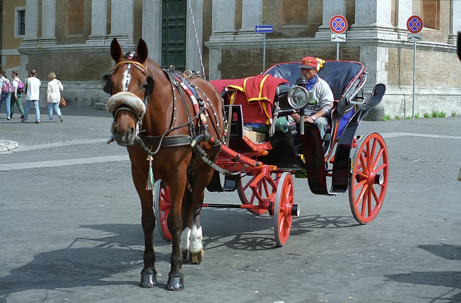 horse, chariot, traffic, city, roma, italy, livestock, street, domestic, transportation