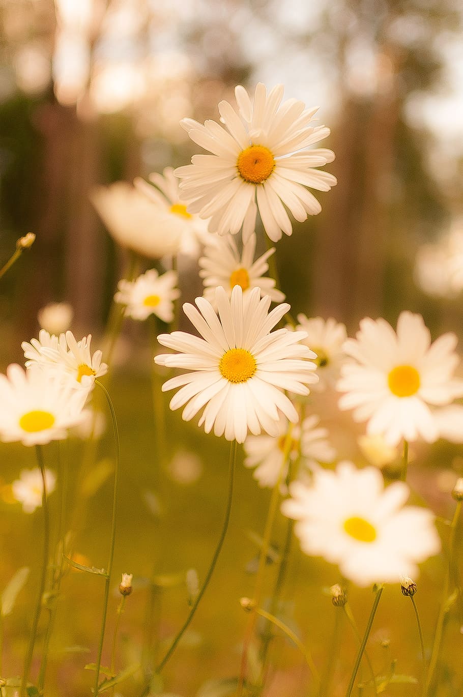 blanco, flores de margarita, durante el día, campo, verano, planta, hoja, primavera, flor, al aire libre