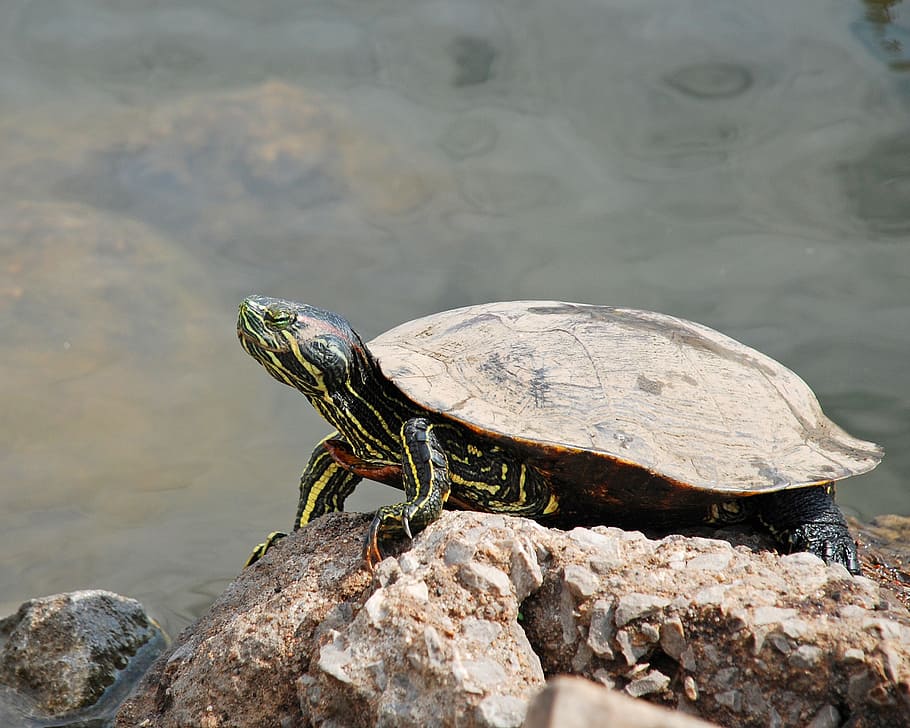 turtle, rock, animal, nature, water, shell, reptile, wildlife, pond, red