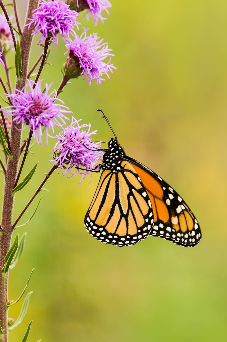 african monarch butterfly, perched, purple, cluster flower, close-up photography, daytime, African Monarch, Monarch butterfly, cluster, flower