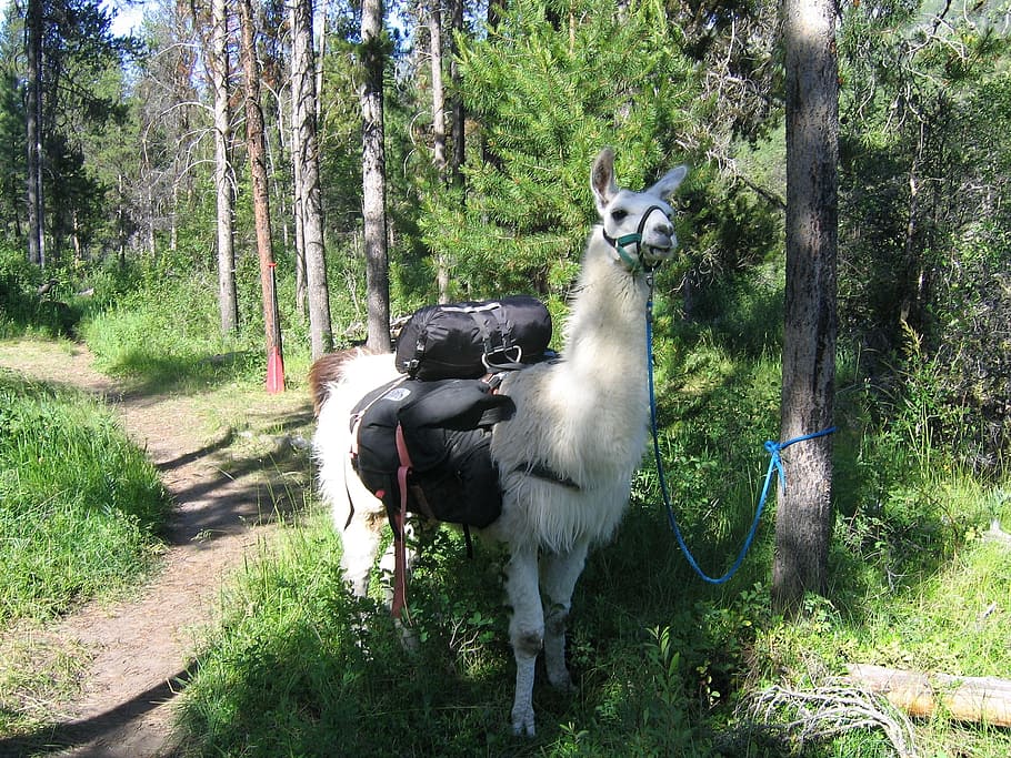 llama tie, tree, daytime, Llama, Pack, Idaho, Trail, Animal, White, trail animal