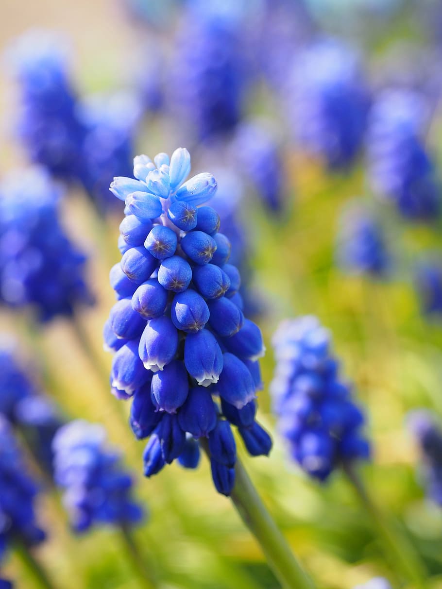 muscari, flowers, blue, common grape hyacinth, hyacinth, ornamental plant, garden plant, muscari botryoides, asparagus plant, asparagaceae