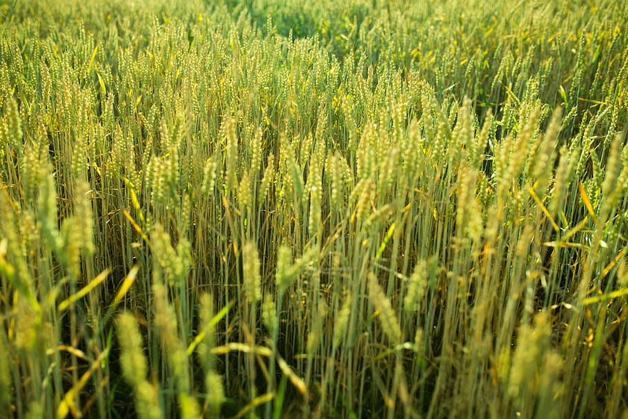 wheat, plants, crops, agriculture, farm, rural, countryside, nature, green, plant