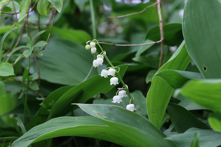thrush, may 1, flower, bell, spring, sprig of lily of the valley, plant, lily of the valley, plant part, leaf