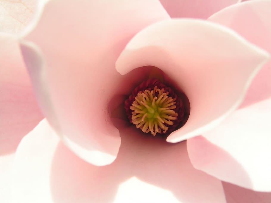 white, pink, magnolia flower, macro photography, magnolia, tulip magnolia, flower, nature, plant, close-up