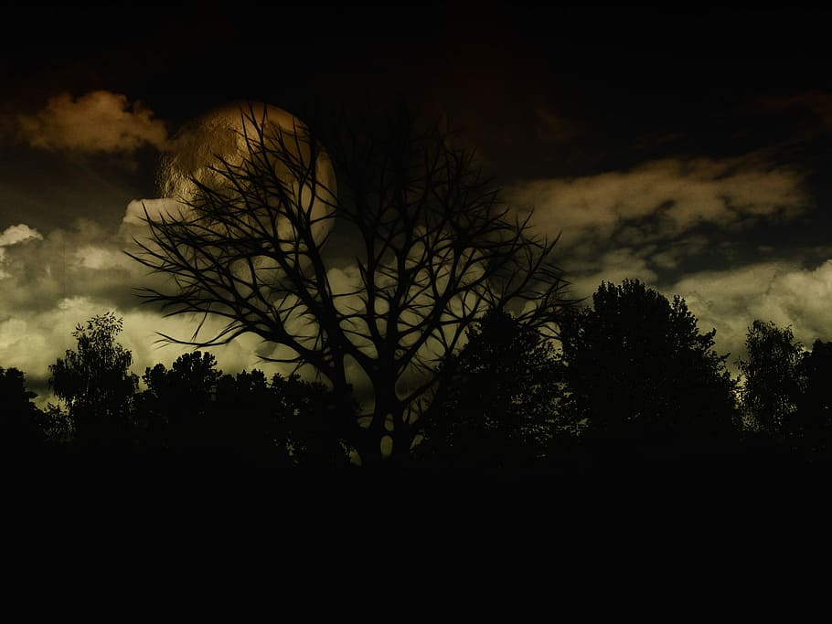 Landscape, Night, Dark, Tree, Kahl, dark, tree, aesthetic, branches, photoshop, image editing