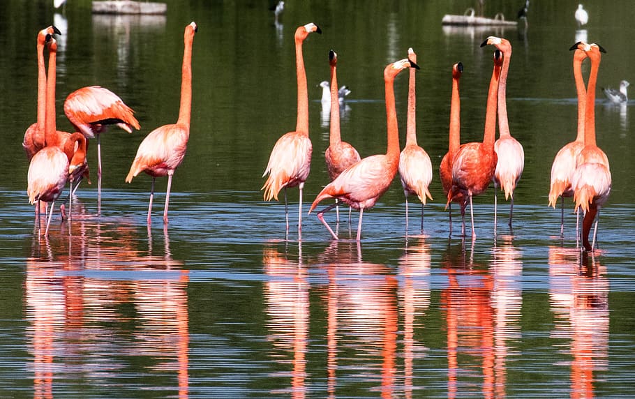orange birds, cuba, flamingoes, wading, water, line, avian, bird, caribbean, colorful