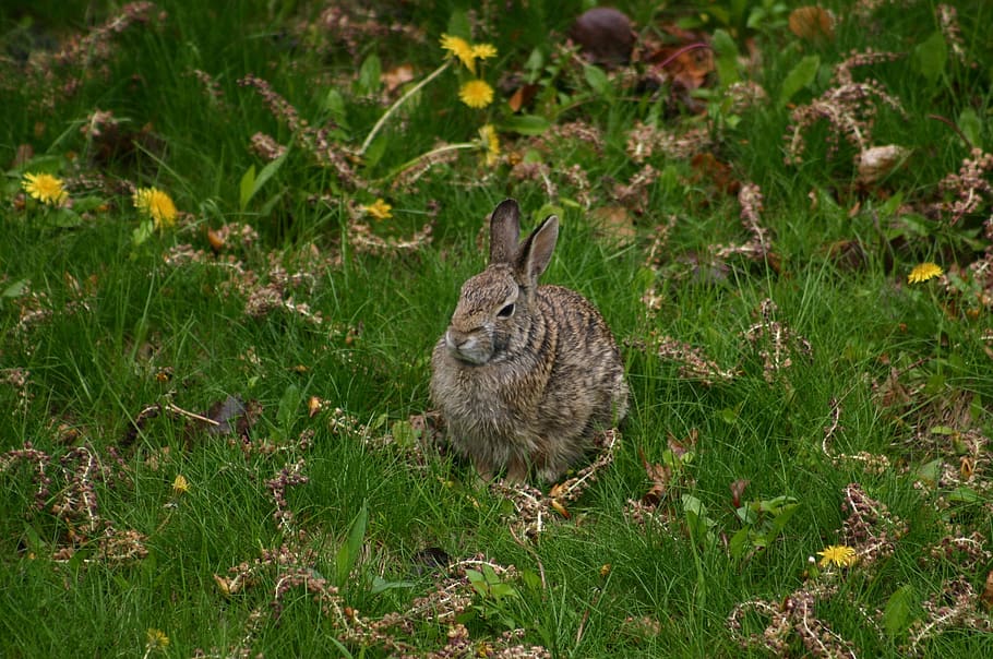hare, rabbit, bunny, gray, spring, grass, outside, nature, animal themes, animal