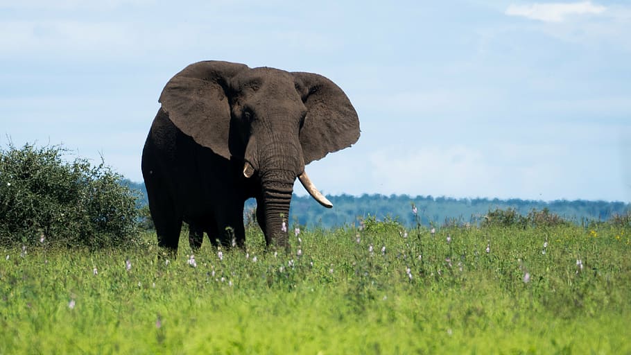 brown, elephant, standing, grass fields, daytime, south africa, pride, grass, green, african bush elephant