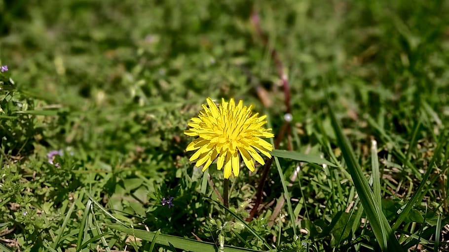 Dandelion, Yellow, Flower, Grass, Green, grass, green, nature, spring, summer, garden