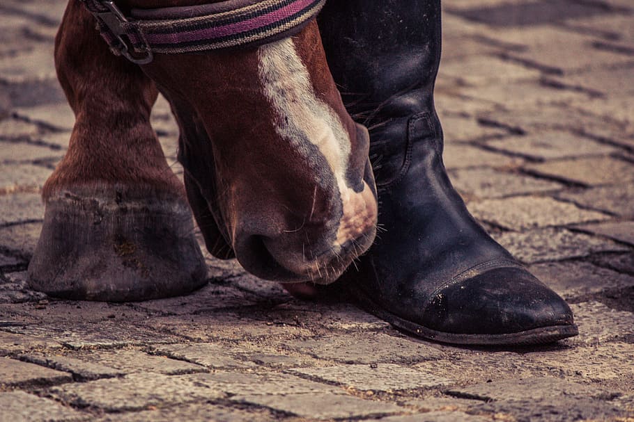 horse, sniffing, person, boot, huf, boots, horse hoof, foot, animal, low section