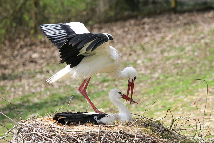 stork, nest, young, birth, white stork, feather, animal world, nest building, baby, rattle stork