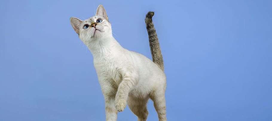 white, gray, cat, closeup, kitten, feline, animal, gata, pet, feline look