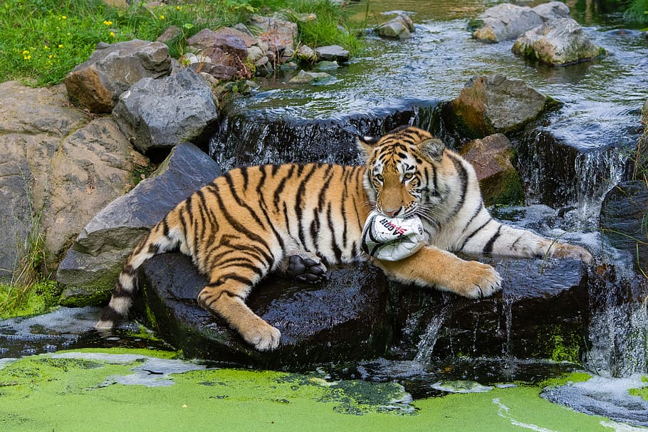 シベリアの虎, 虎, 座って, 川, 水, 動物のテーマ, 動物, トラ, 哺乳類, 大きな猫