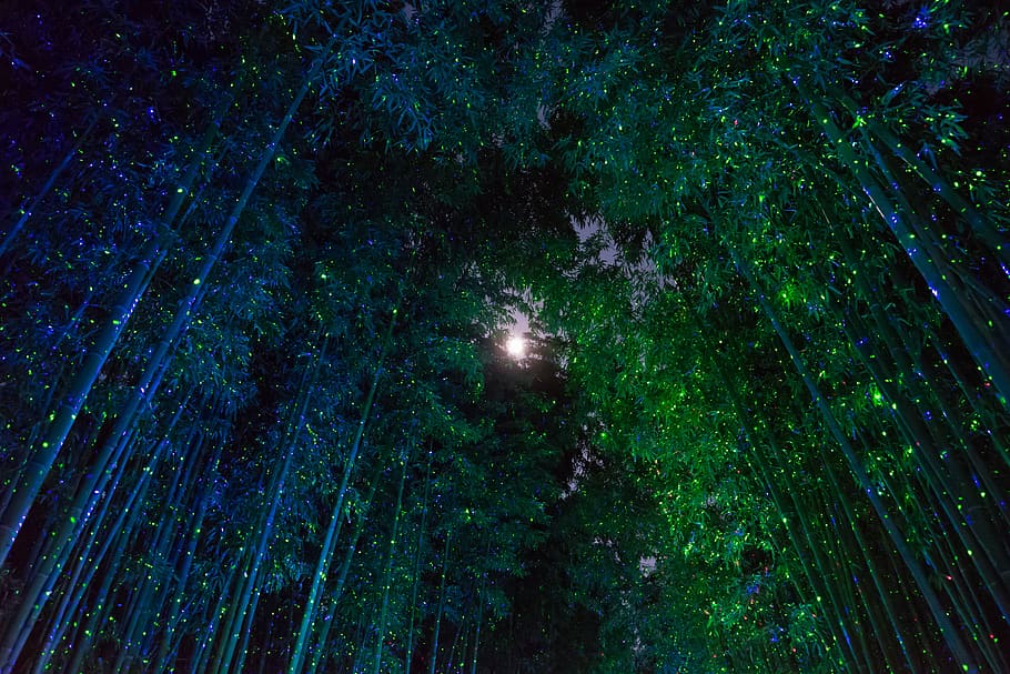 bambu, fantasi, bulan, dipimpin, hutan, imajinasi, pemandangan malam, tanaman, pohon, malam