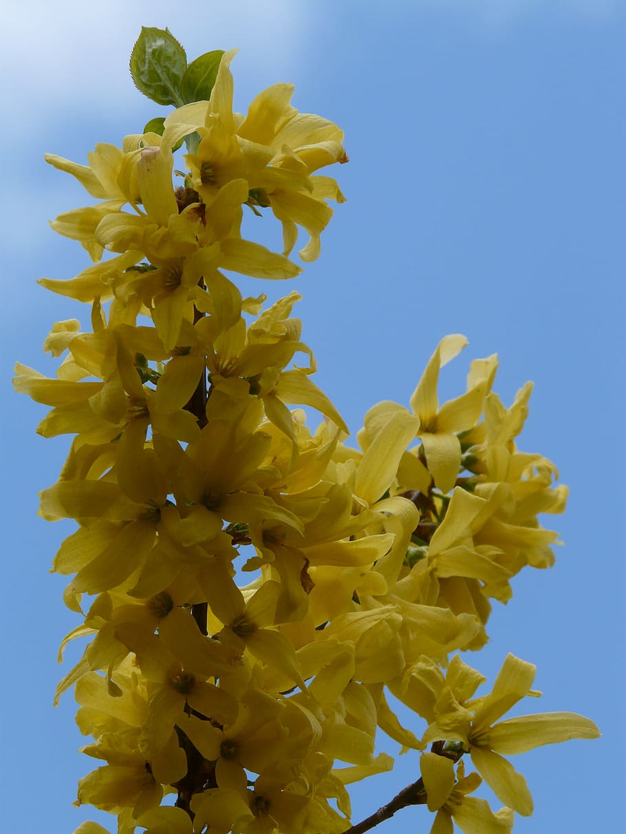 forsythia, gold lilac, golden bells, ornamental shrub, blossom, bloom, plant, spring, yellow, nature