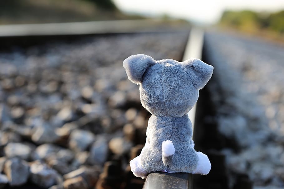 gray, white, dog, plush, toy, stop children suicide, teddy bear waiting, lost friend, railway, remembering those kids