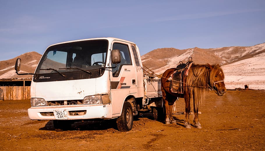 Horse, Vehicle, Car, Transportation, transport, animal, drive, modern, old, truck