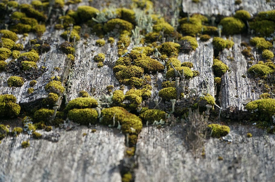 wood, weathered, moss, gray, surface, texture, plank, board, backdrop, structure