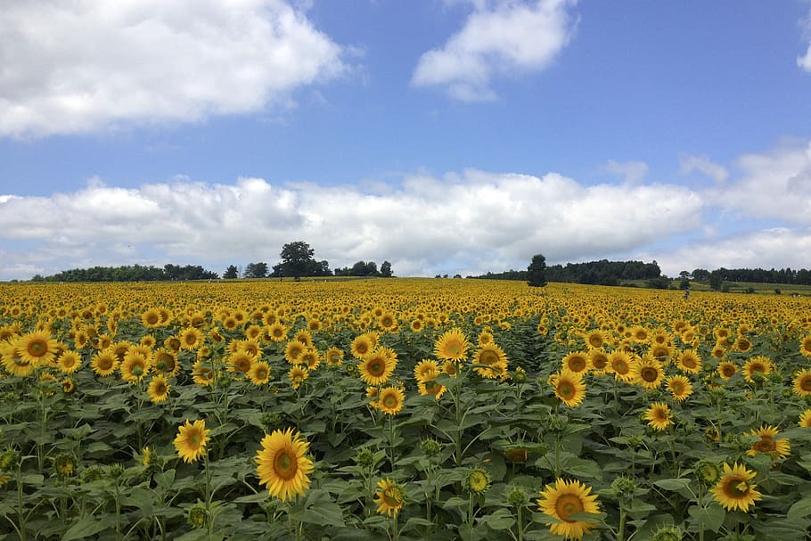 photography, sunflower field, sunflowers, field, flowers, blossoms, blooms, blooming, plants, floral