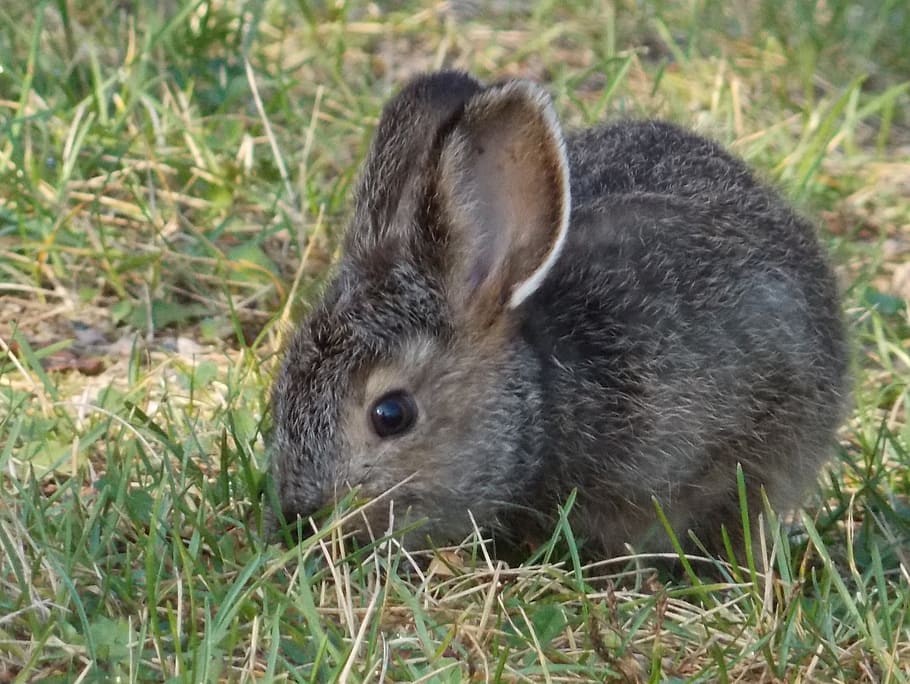gris, conejo, verde, hierba, animal, conejito, bebé, naturaleza, lindo, conejo - Animal