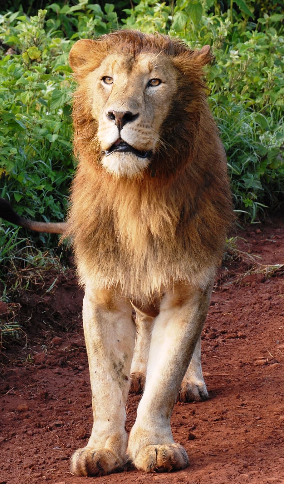 león adulto, en pie, marrón, suelo, durante el día, león, gato de rapiña, gato montés, safari, áfrica