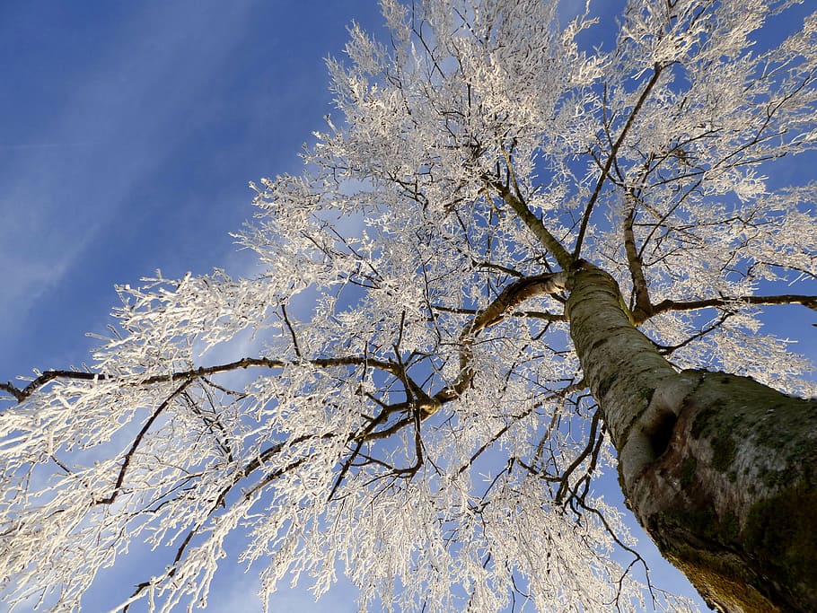 low-angle photography, white, leaf tree, tree, frozen, ripe, zing, nature, winter landscape, blue