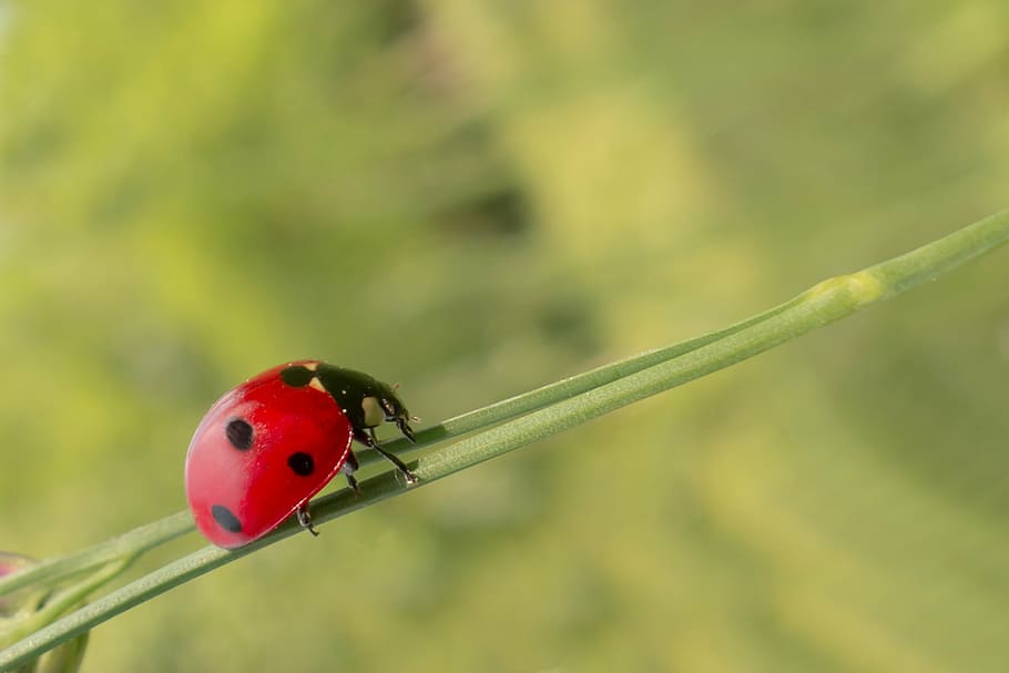close-up photography, lady bug, green, twig, biological, leaf, leaves, stinging nettle, nettle leaves, coccinella